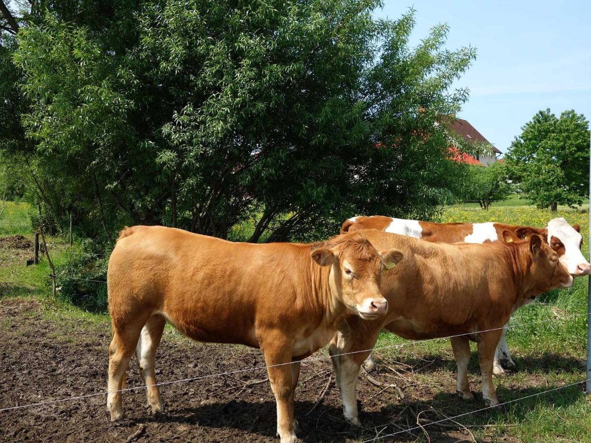 Monteurwohnungen Goeb - Nicht Fuer Urlaubsgaeste Geisa ภายนอก รูปภาพ